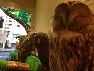 Illustration for article titled Who Thinks Japan's Owl Cafes Are a Hoot?